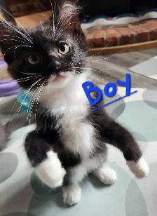 Ragdoll kittens - Photo 6