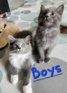 Ragdoll kittens - Photo 7