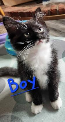 Ragdoll kittens - Photo 10