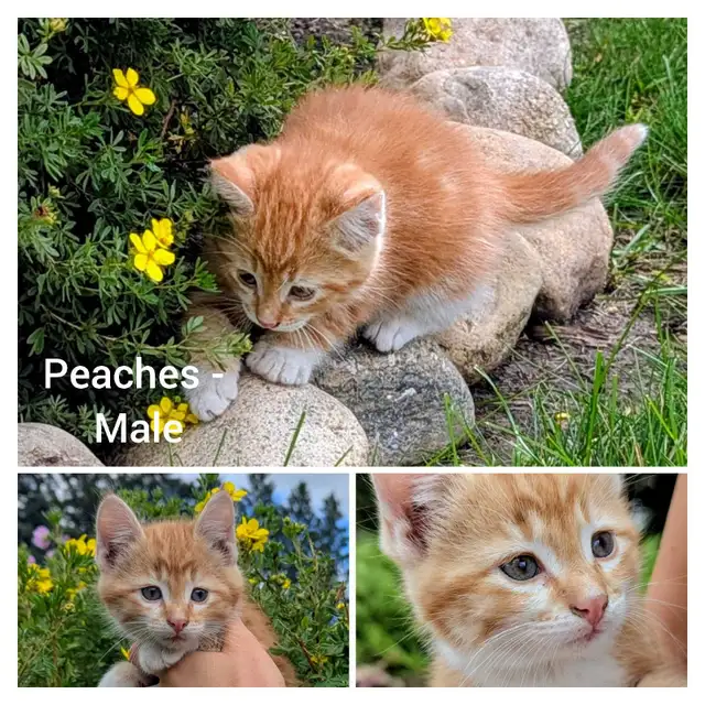 Sweet Kittens