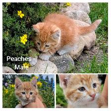 Sweet Kittens