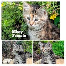 Sweet Kittens - Photo 2