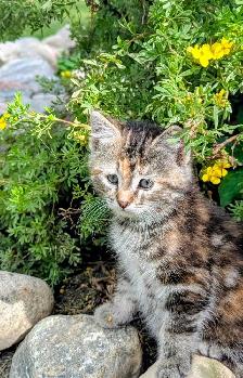Sweet Kittens - Photo 3