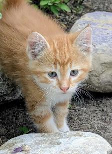 Sweet Kittens - Photo 4