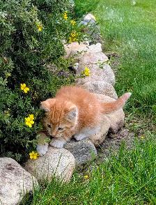 Sweet Kittens - Photo 5