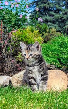 Sweet Kittens - Photo 6