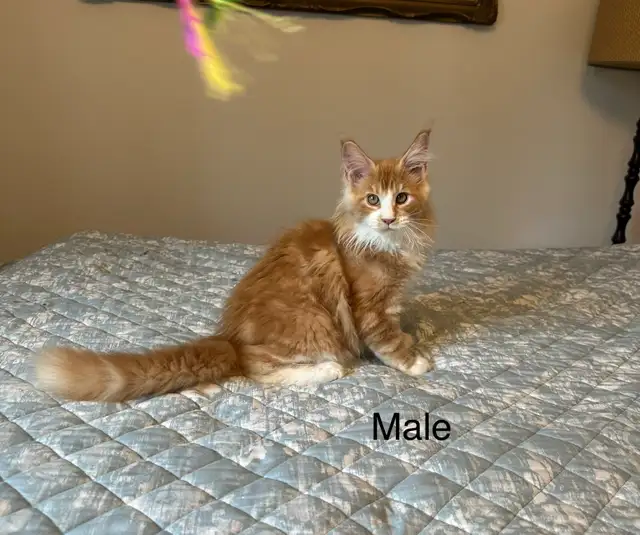 Maine Coon Kittens