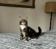 Maine Coon Kittens - Photo 5