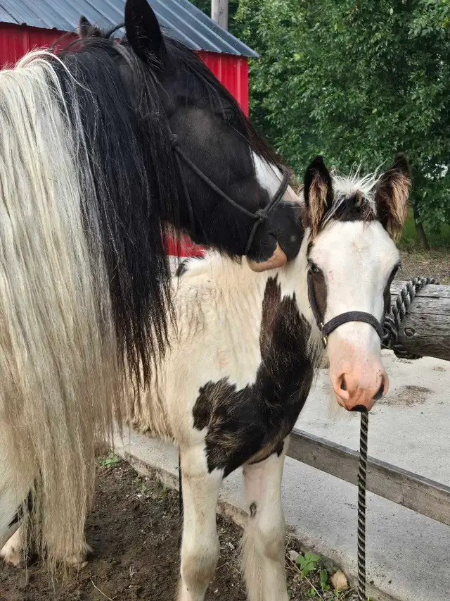 Gypsy Vanner Foals 2026 & 2027 Available
