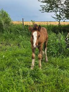 Gypsy Vanner Foals 2026 & 2027 Available - Photo 2