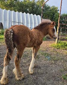 Gypsy Vanner Foals 2026 & 2027 Available - Photo 3