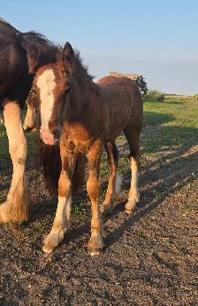 Gypsy Vanner Foals 2026 & 2027 Available - Photo 4