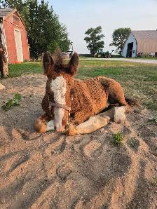 Gypsy Vanner Foals 2026 & 2027 Available - Photo 5
