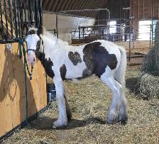 Gypsy Vanner Foals 2026 & 2027 Available - Photo 6