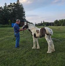 Gypsy Vanner Foals 2026 & 2027 Available - Photo 7