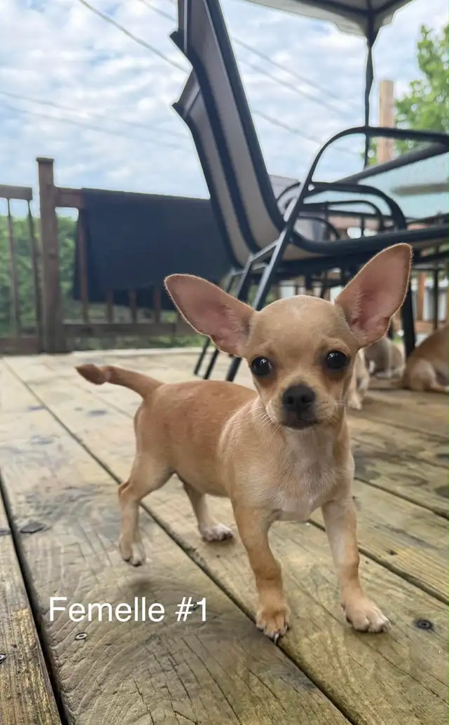 Adorables chiots Chihuahua