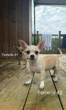 Adorables chiots Chihuahua - Photo 2