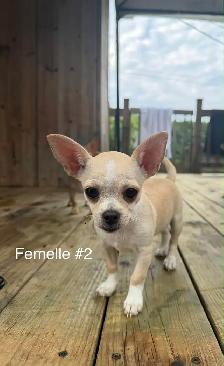 Adorables chiots Chihuahua - Photo 3
