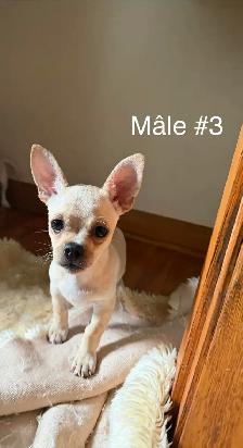 Adorables chiots Chihuahua - Photo 4