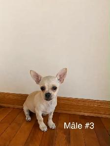 Adorables chiots Chihuahua - Photo 5