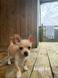 Adorables chiots Chihuahua - Photo 6