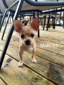 Adorables chiots Chihuahua - Photo 7