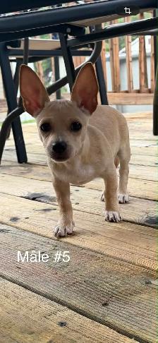 Adorables chiots Chihuahua - Photo 8