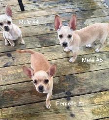 Adorables chiots Chihuahua - Photo 9