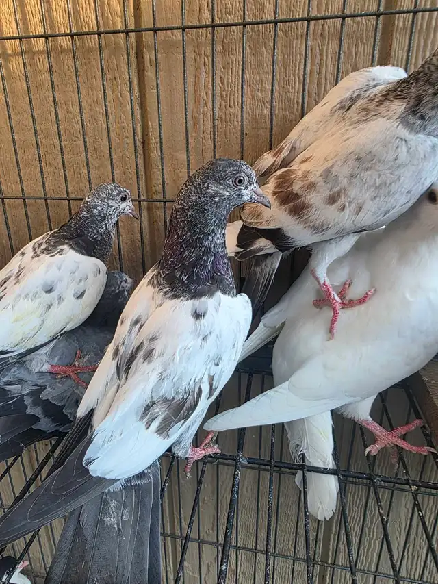 Pakistani young pigeon for sale