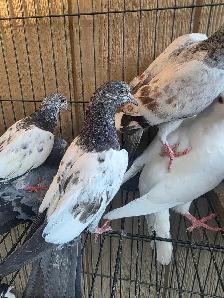 Pakistani young pigeon for sale