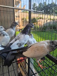 Pakistani young pigeon for sale - Photo 2