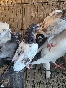 Pakistani young pigeon for sale - Photo 3