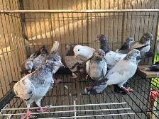 Pakistani young pigeon for sale - Photo 4