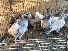 Pakistani young pigeon for sale - Photo 5