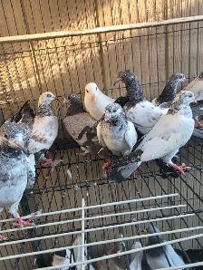 Pakistani young pigeon for sale - Photo 6