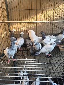 Pakistani young pigeon for sale - Photo 7