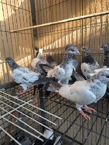 Pakistani young pigeon for sale - Photo 8