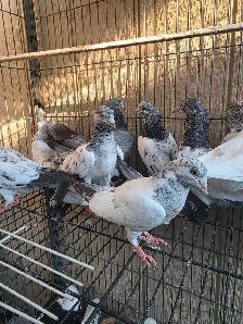 Pakistani young pigeon for sale - Photo 9
