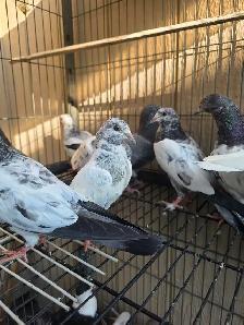 Pakistani young pigeon for sale - Photo 10