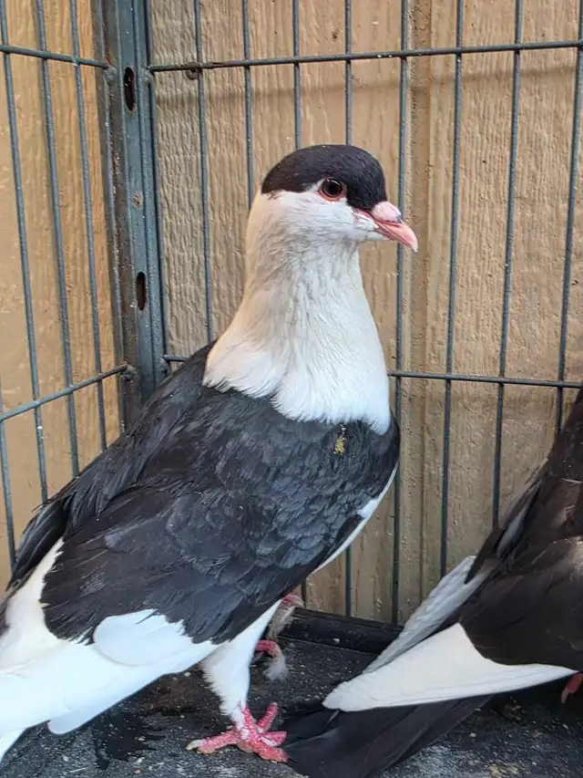 Pigeon for sale