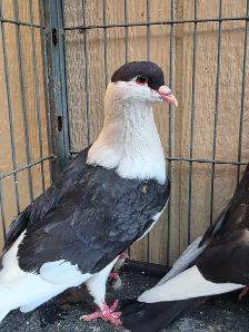 Pigeon for sale