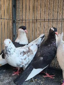 Pigeon for sale - Photo 2
