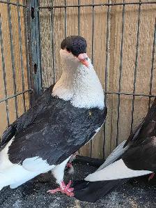 Pigeon for sale - Photo 3