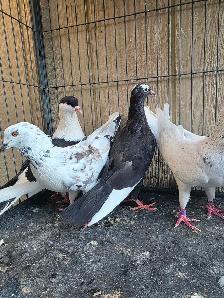 Pigeon for sale - Photo 4