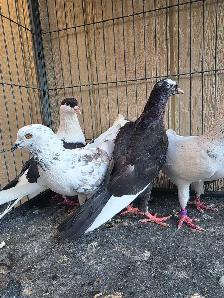 Pigeon for sale - Photo 5