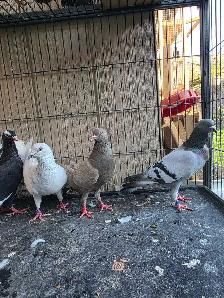 Pigeon for sale - Photo 6