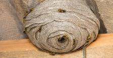 LOWEST PRICE CALL 647-404-2562 PEOPLE'S PEST AND ANIMAL CONTROL - Photo 2