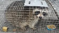 LOWEST PRICE CALL 647-404-2562 PEOPLE'S PEST AND ANIMAL CONTROL - Photo 3