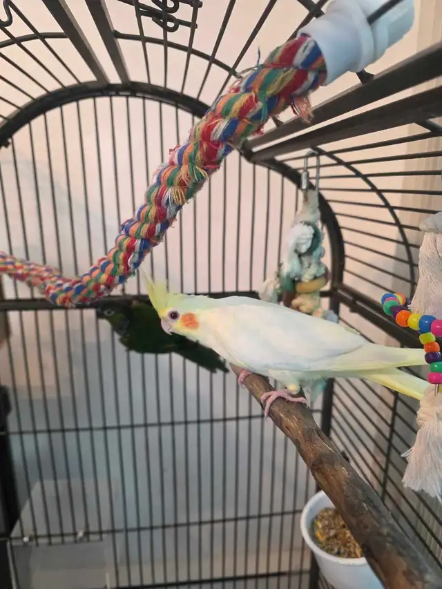 vente samedi et dimanche laval oiseaux et cages