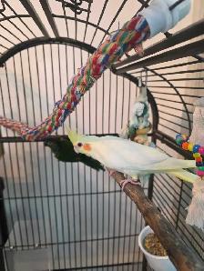 vente samedi et dimanche laval oiseaux et cages